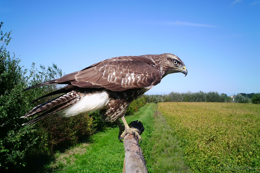 643161 Buteo buteo (Poiana).jpg